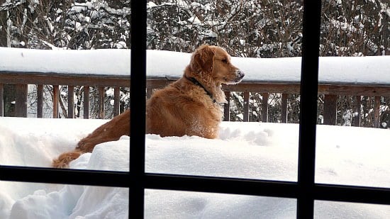 Einstein the dog in the snow.