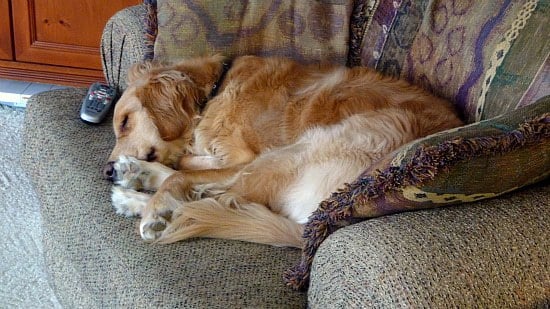 Einstein the dog curled up on a chair.