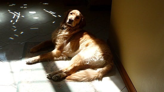Einstein the dog laying on a sunny section of carpet.