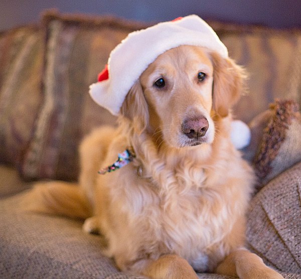 Einstein on Christmas Eve