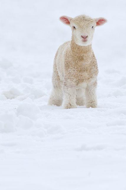Fleece as white as snow...