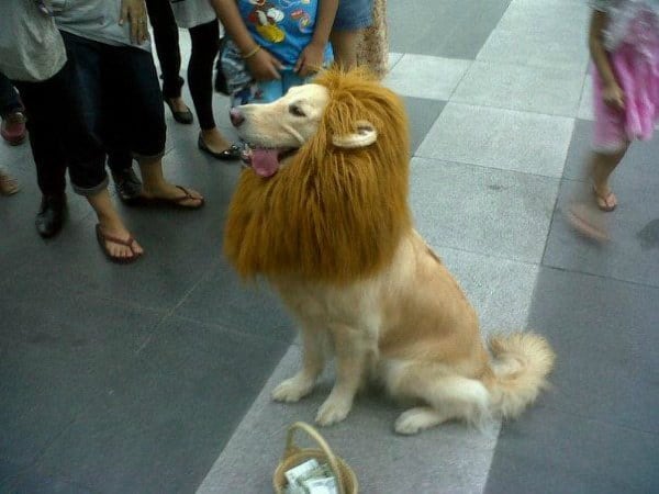 dog-lion