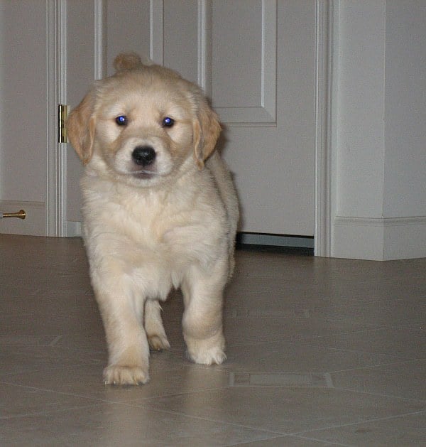 Einstein's Homecoming