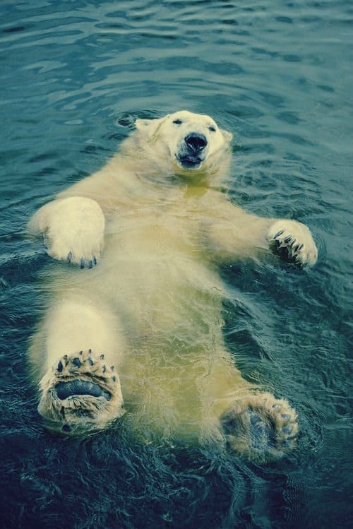 polar-bear-floating