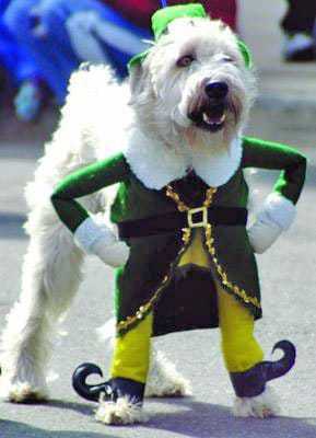 st-patricks-day-dog