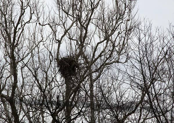 Bald Eagle nest