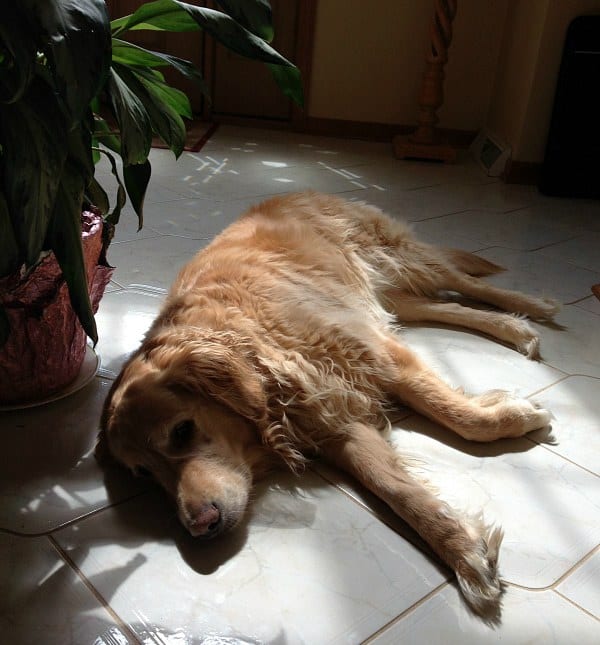 Einstein in his sun spot!