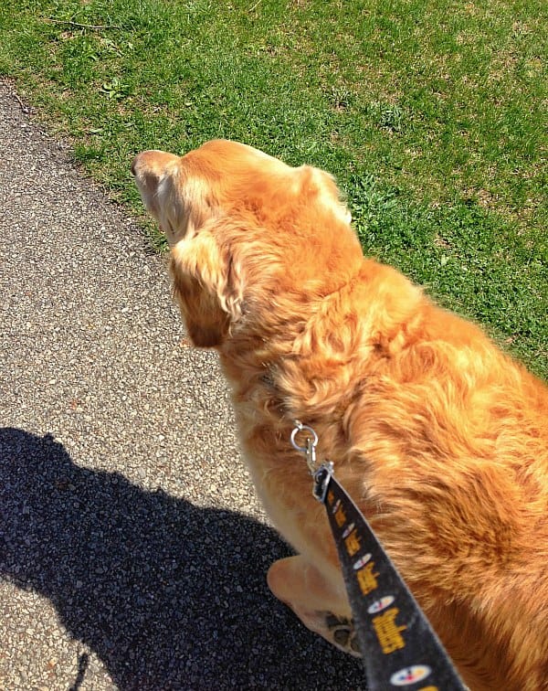 Einstein walk in the park!