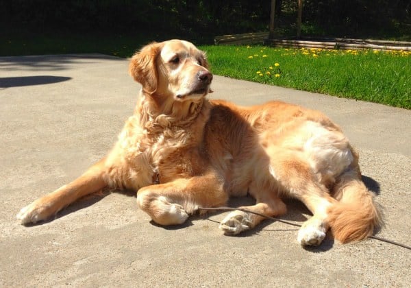 Einstein sunning himself