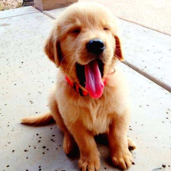 Source: Golden Retriever Facebook page