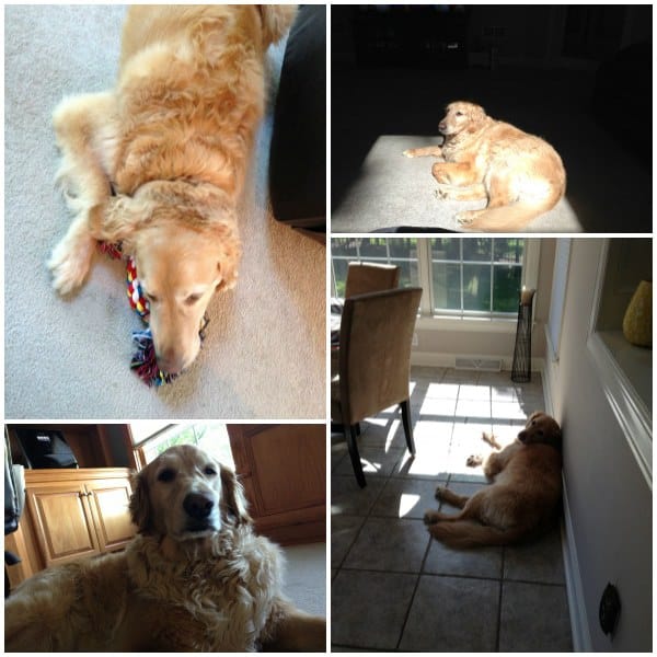 Einstein in the new house