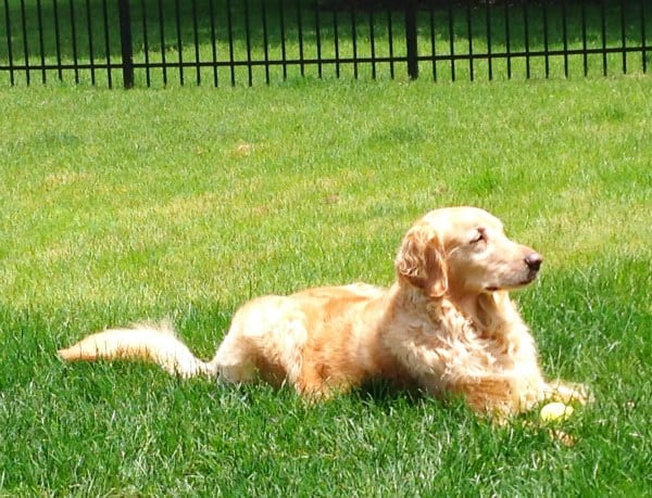 Einstein enjoying his new yard