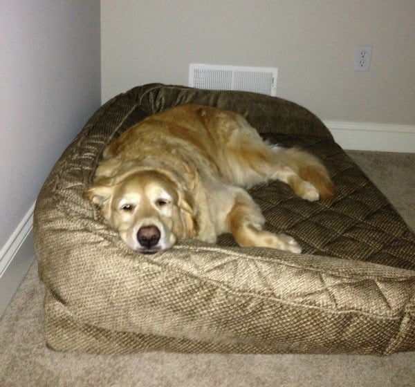 Einstein in his new bed!