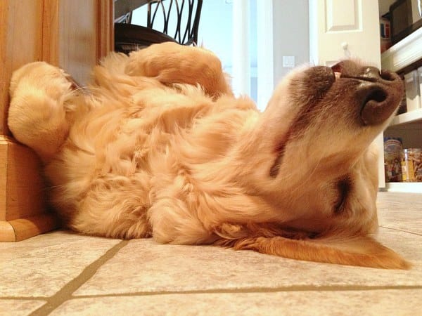 Einy snoozing on the kitchen floor