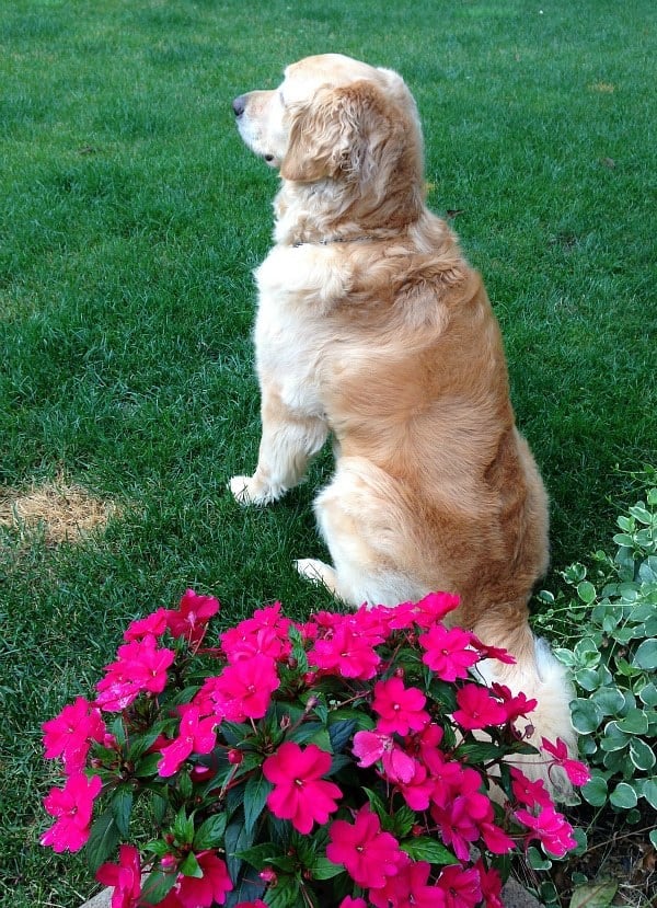 Pretty pink sunpatiens!