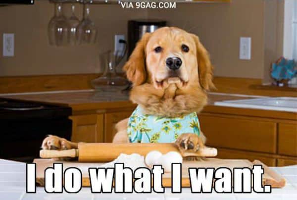 Golden Retriever "I Do What I Want"