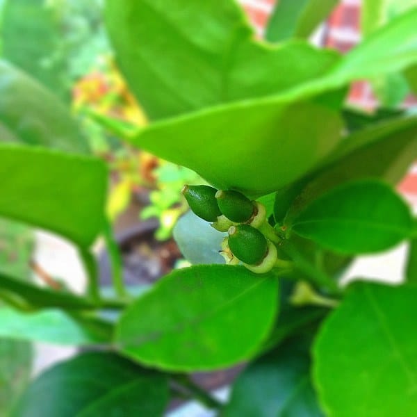 Lemon Tree buds