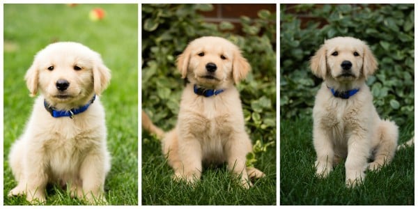 Duke at 8, 9 and 10 weeks old