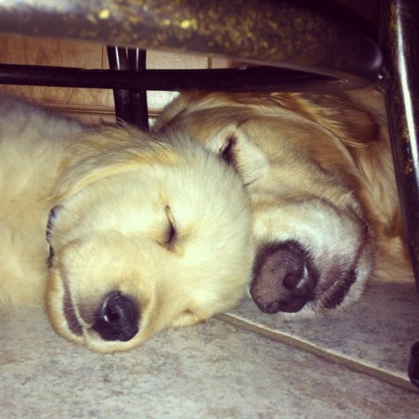 Duke & Einstein sleeping