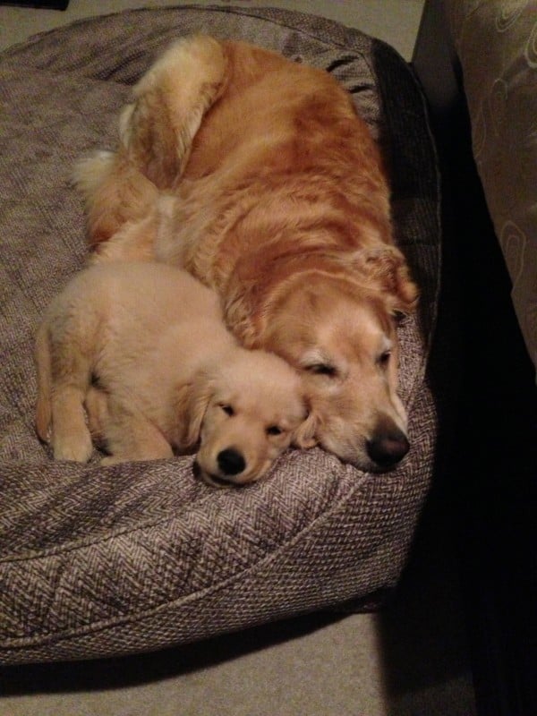 Bed Buddies!