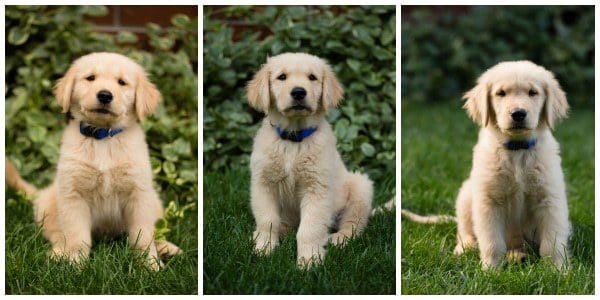Duke at 9-weeks, 10-weeks and 11-weeks