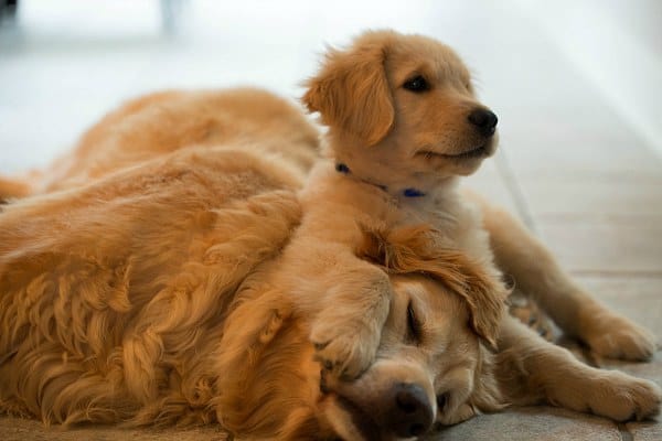 Duke & Einstein hanging in the kitchen