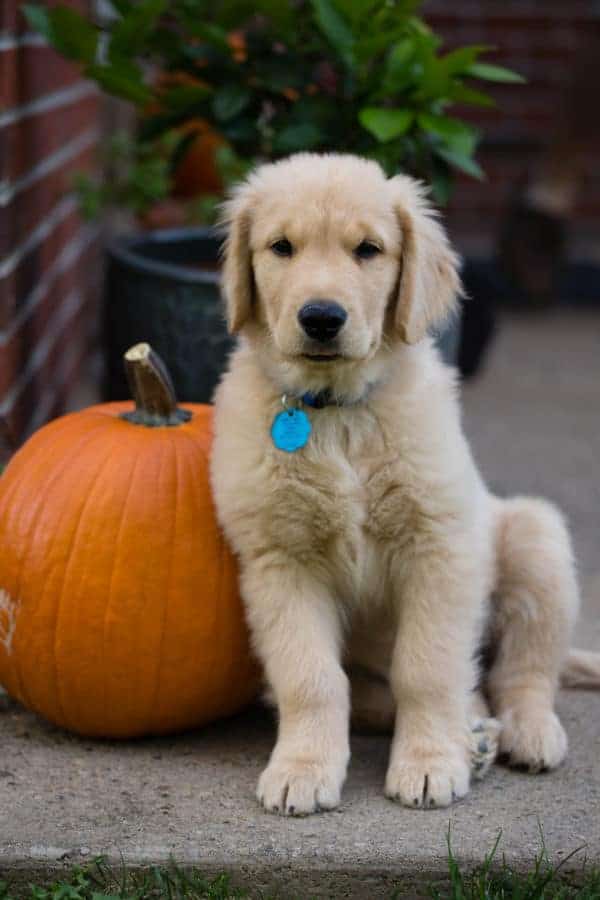 Duke - 3 Months Old!