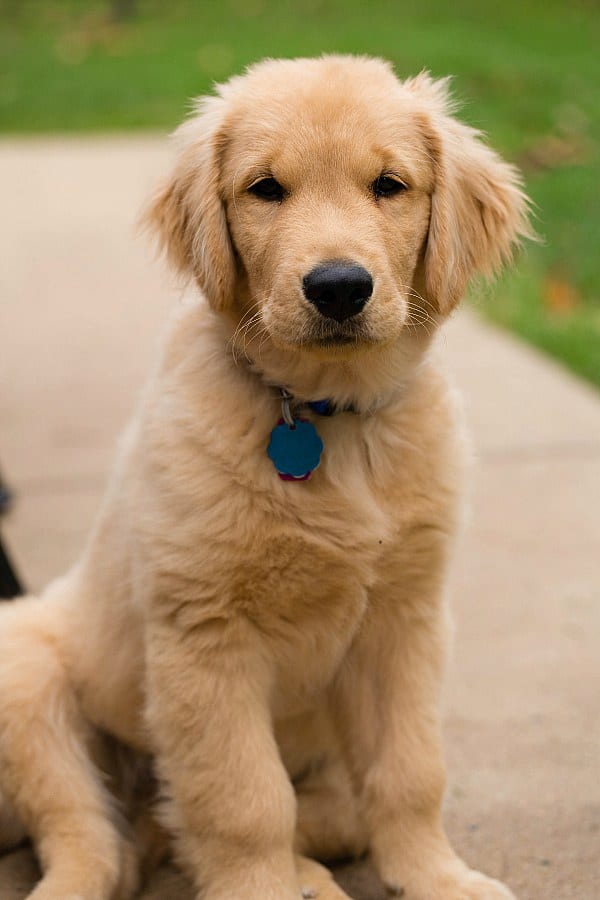 Duke - 3 months, 2 weeks