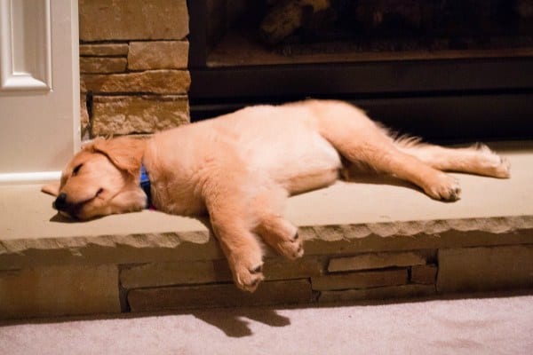 Duke snoozing on the fireplace