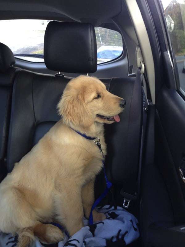 Duke - 4 months - vet