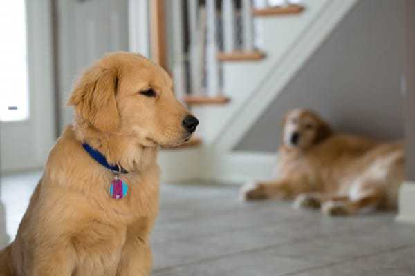 Duke & Einstein - November 2013