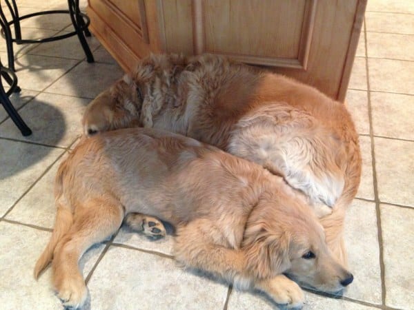 duke-einstein-nov2013