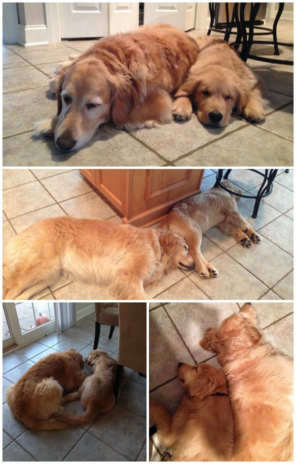 einstein-duke-bonding-20131115