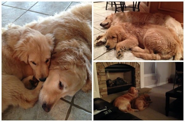 einstein-duke-cuddles