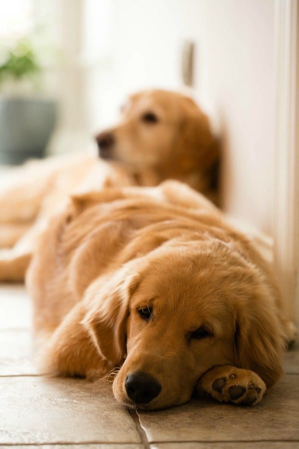 Christmas Eve morning 2013