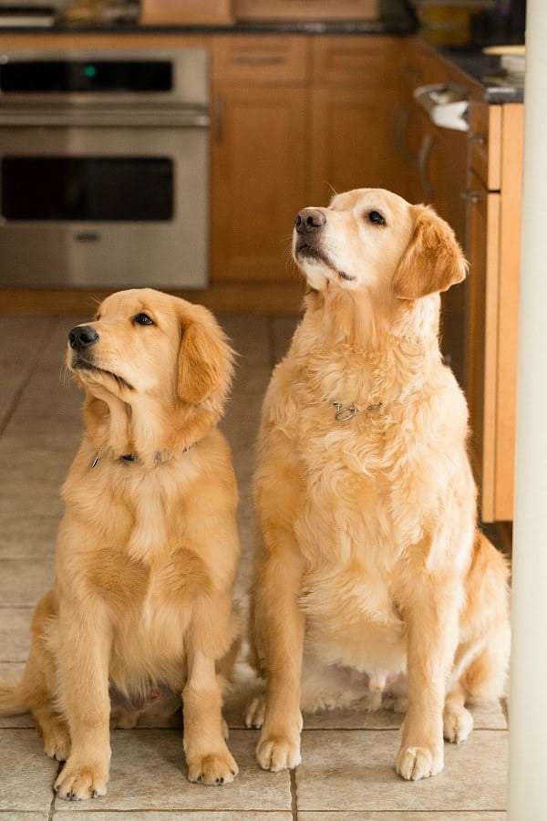 Einstein & Duke, freshly groomed