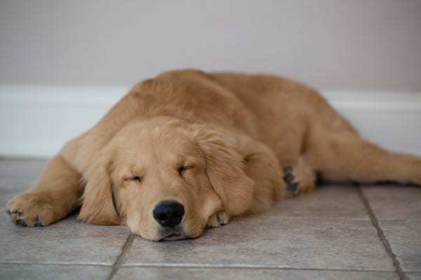 einstein-duke-20131125-7