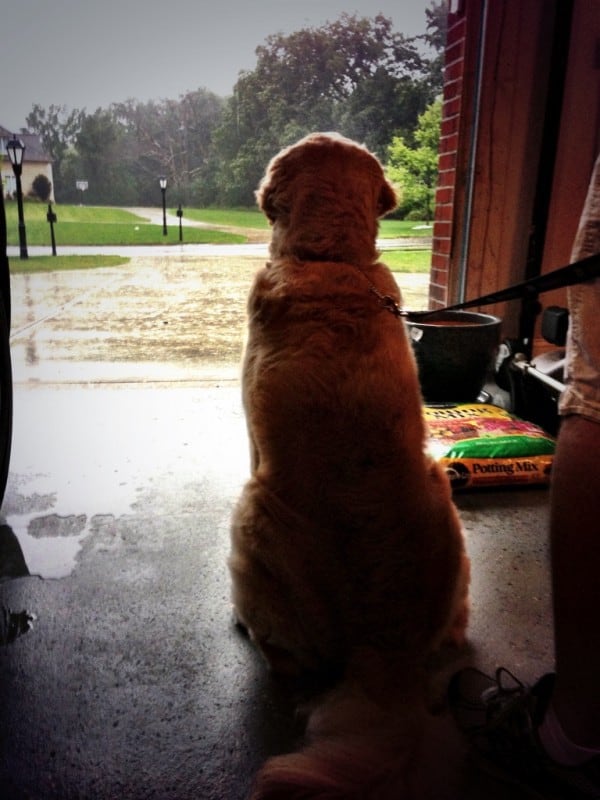 Einstein watching a storm roll in at his new digs