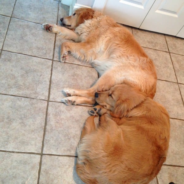 duke-einstein-1242014