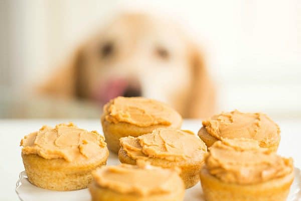 Doggie Pupcakes for Einstein's 7th Birthday by @browneyedbaker  :: www.browneyedbaker.com