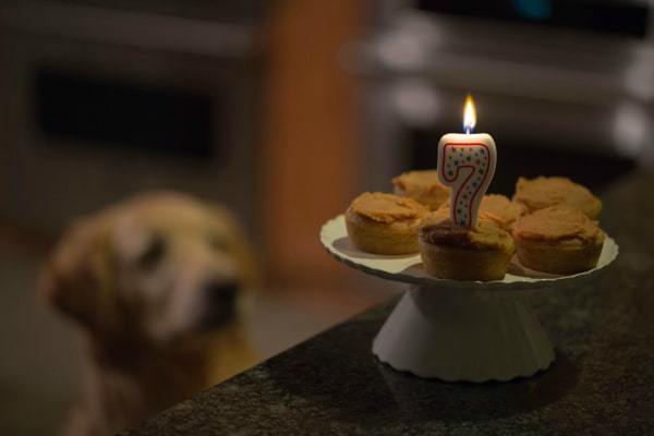 Doggie Pupcakes with Yogurt-Peanut Butter Frosting for Einstein's 7th Birthday by @browneyedbaker :: www.browneyedbaker.com