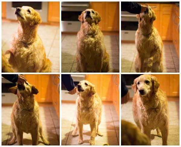 Doggie Pupcakes with Yogurt-Peanut Butter Frosting for Einstein's 7th Birthday by @browneyedbaker :: www.browneyedbaker.com