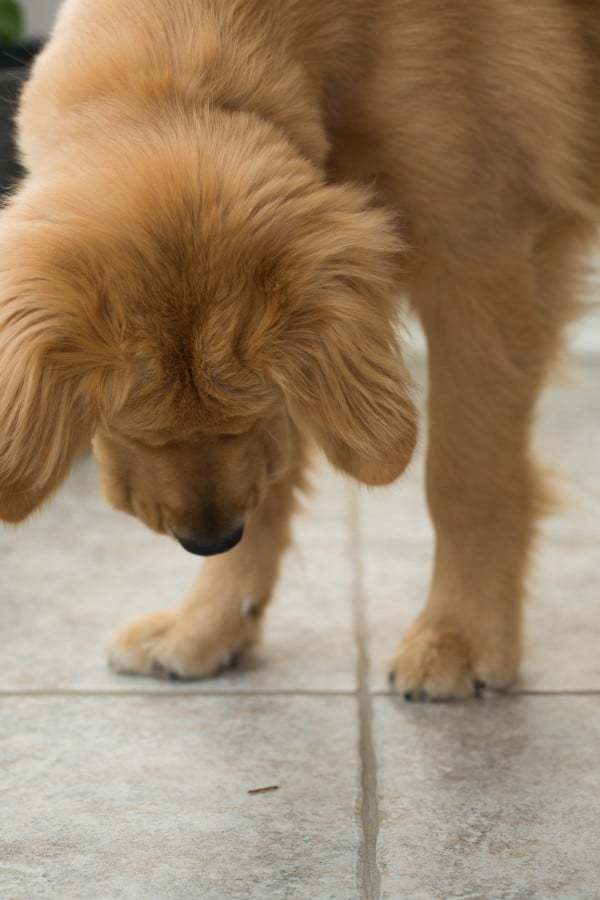 Duke + baby caterpillar