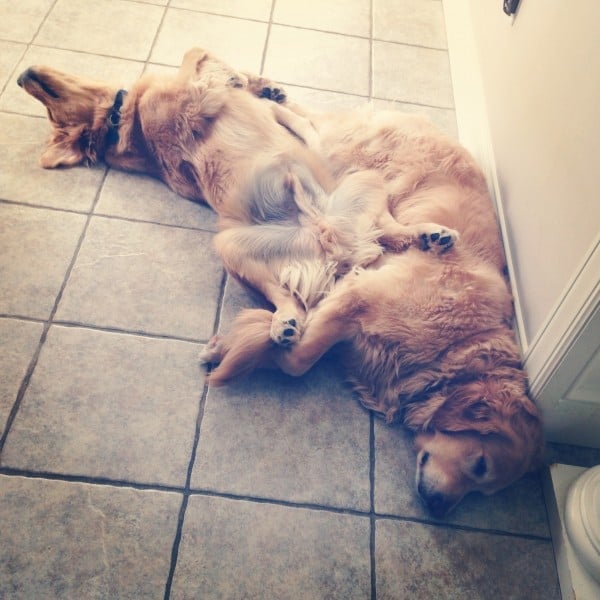 Duke and Einstein - Saturday afternoon naps