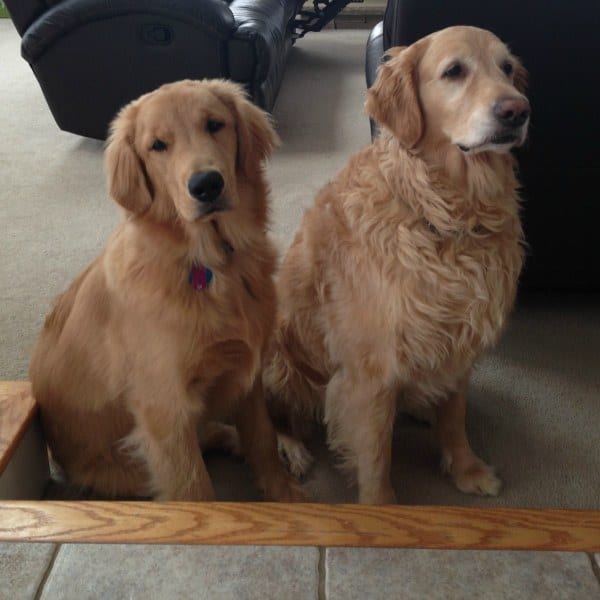 Duke & Einstein back home!