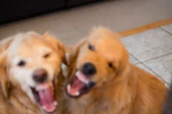 Duke & Einstein "Real Life"