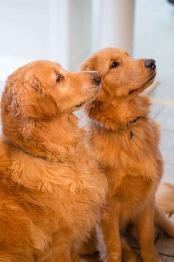 Duke & Einstein "For the Camera"