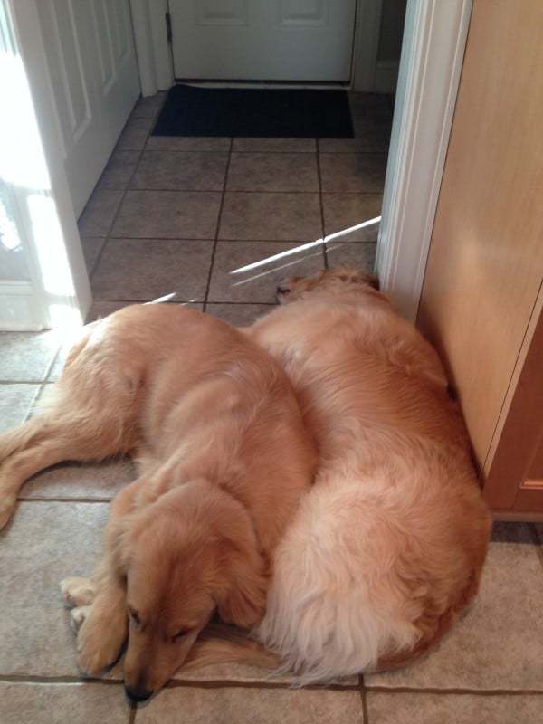 Einstein and Duke snuggles