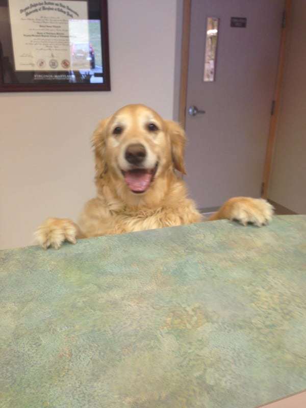 I'm here! Give me a treat!