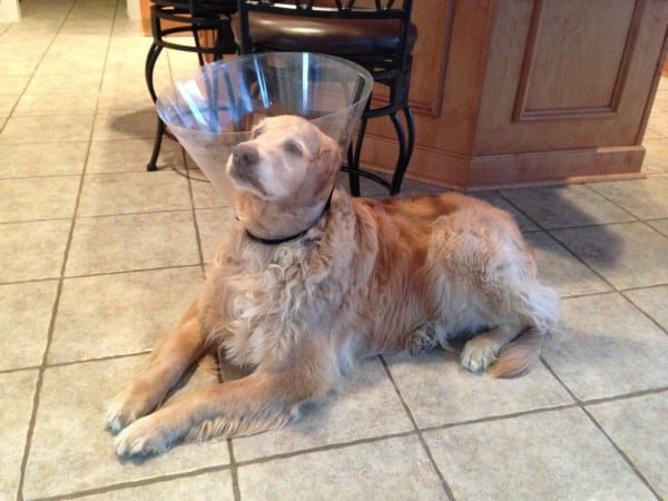 Cone-headed Einstein